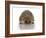 Young Hedgehog about 1 Year-null-Framed Art Print