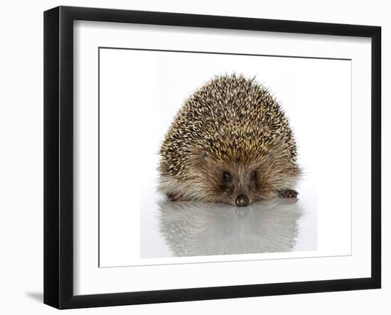 Young Hedgehog about 1 Year-null-Framed Art Print