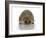 Young Hedgehog about 1 Year-null-Framed Art Print