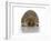 Young Hedgehog about 1 Year-null-Framed Art Print