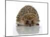 Young Hedgehog about 1 Year-null-Mounted Art Print