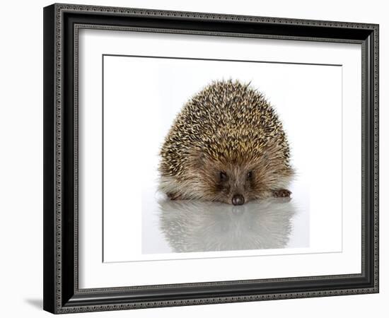 Young Hedgehog about 1 Year-null-Framed Art Print