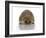 Young Hedgehog about 1 Year-null-Framed Art Print