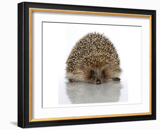 Young Hedgehog about 1 Year-null-Framed Art Print