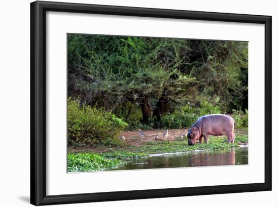 Young Hippo Feeding on River Bank; Hippopotamus Amphibius-Johan Swanepoel-Framed Photographic Print