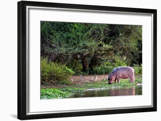 Young Hippo Feeding on River Bank; Hippopotamus Amphibius-Johan Swanepoel-Framed Photographic Print