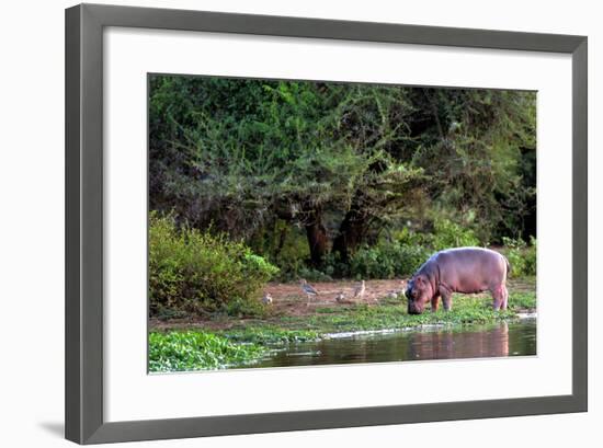 Young Hippo Feeding on River Bank; Hippopotamus Amphibius-Johan Swanepoel-Framed Photographic Print