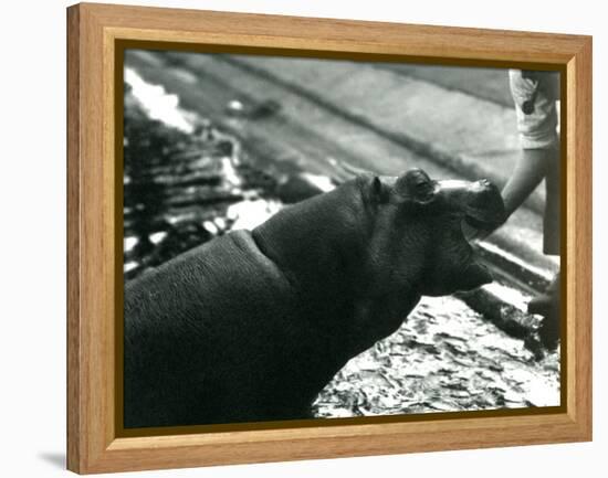 Young Hippopotamus 'Bobbie' with a Keeper at London Zoo, September 1920-Frederick William Bond-Framed Premier Image Canvas