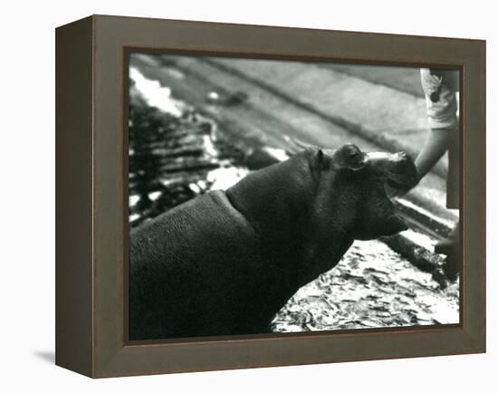 Young Hippopotamus 'Bobbie' with a Keeper at London Zoo, September 1920-Frederick William Bond-Framed Premier Image Canvas