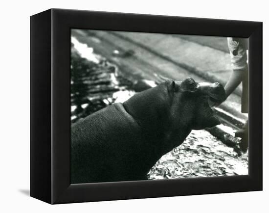 Young Hippopotamus 'Bobbie' with a Keeper at London Zoo, September 1920-Frederick William Bond-Framed Premier Image Canvas