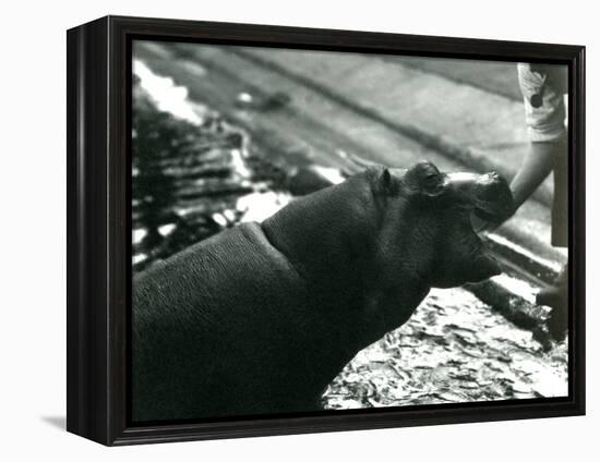 Young Hippopotamus 'Bobbie' with a Keeper at London Zoo, September 1920-Frederick William Bond-Framed Premier Image Canvas