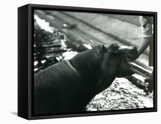 Young Hippopotamus 'Bobbie' with a Keeper at London Zoo, September 1920-Frederick William Bond-Framed Premier Image Canvas