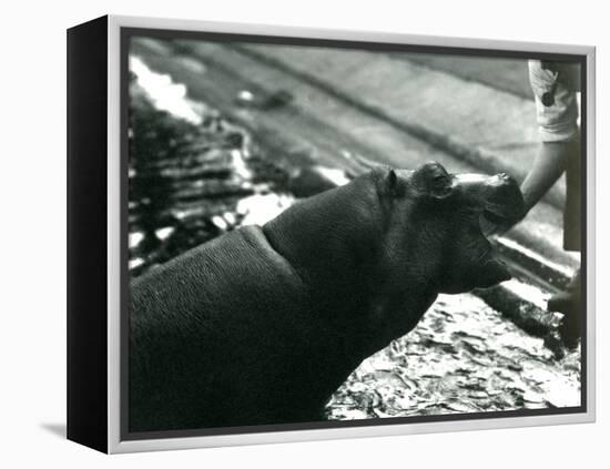Young Hippopotamus 'Bobbie' with a Keeper at London Zoo, September 1920-Frederick William Bond-Framed Premier Image Canvas