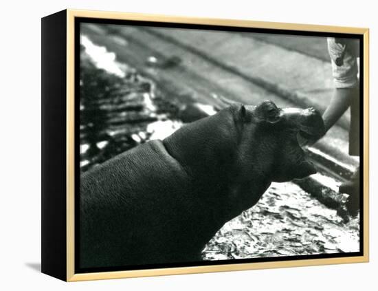 Young Hippopotamus 'Bobbie' with a Keeper at London Zoo, September 1920-Frederick William Bond-Framed Premier Image Canvas