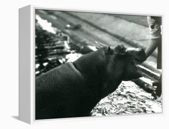 Young Hippopotamus 'Bobbie' with a Keeper at London Zoo, September 1920-Frederick William Bond-Framed Premier Image Canvas