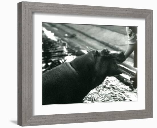 Young Hippopotamus 'Bobbie' with a Keeper at London Zoo, September 1920-Frederick William Bond-Framed Photographic Print