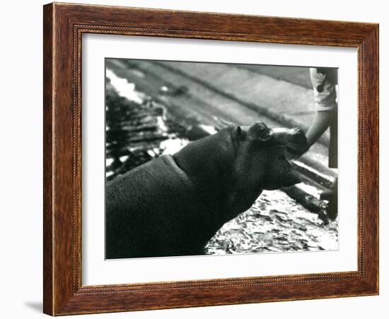 Young Hippopotamus 'Bobbie' with a Keeper at London Zoo, September 1920-Frederick William Bond-Framed Photographic Print