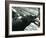 Young Hippopotamus 'Bobbie' with a Keeper at London Zoo, September 1920-Frederick William Bond-Framed Photographic Print