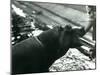 Young Hippopotamus 'Bobbie' with a Keeper at London Zoo, September 1920-Frederick William Bond-Mounted Photographic Print