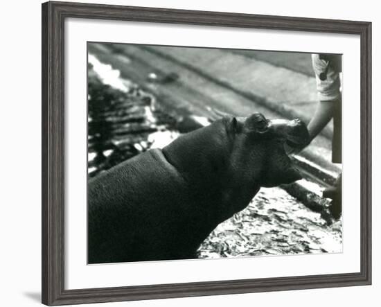 Young Hippopotamus 'Bobbie' with a Keeper at London Zoo, September 1920-Frederick William Bond-Framed Photographic Print