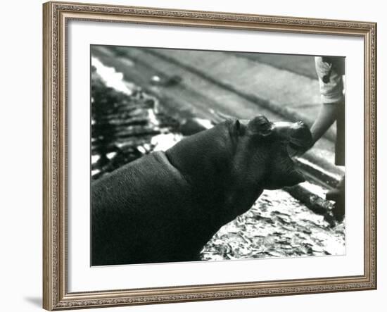 Young Hippopotamus 'Bobbie' with a Keeper at London Zoo, September 1920-Frederick William Bond-Framed Photographic Print