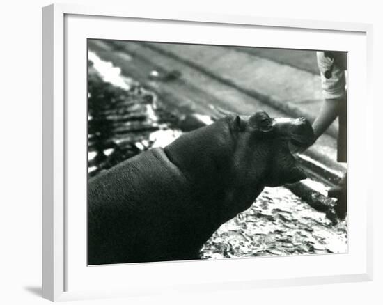 Young Hippopotamus 'Bobbie' with a Keeper at London Zoo, September 1920-Frederick William Bond-Framed Photographic Print