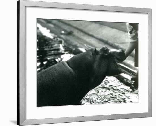 Young Hippopotamus 'Bobbie' with a Keeper at London Zoo, September 1920-Frederick William Bond-Framed Photographic Print