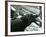 Young Hippopotamus 'Bobbie' with a Keeper at London Zoo, September 1920-Frederick William Bond-Framed Photographic Print