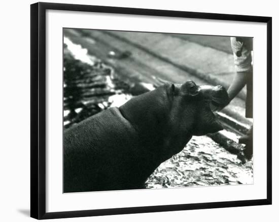 Young Hippopotamus 'Bobbie' with a Keeper at London Zoo, September 1920-Frederick William Bond-Framed Photographic Print