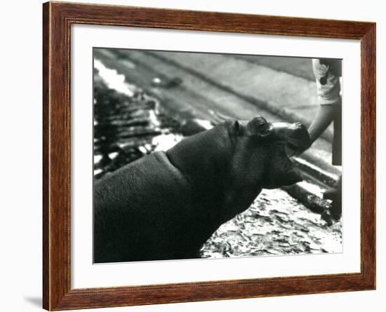 Young Hippopotamus 'Bobbie' with a Keeper at London Zoo, September 1920-Frederick William Bond-Framed Photographic Print