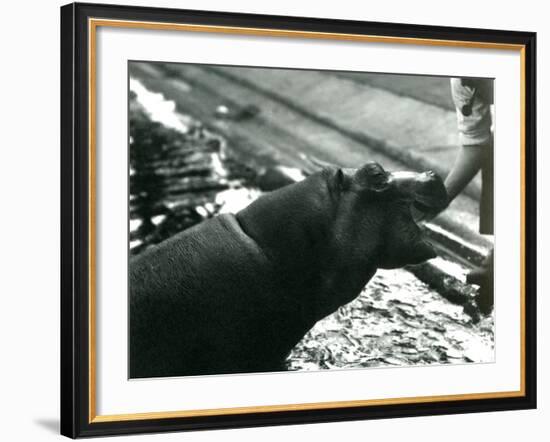 Young Hippopotamus 'Bobbie' with a Keeper at London Zoo, September 1920-Frederick William Bond-Framed Photographic Print