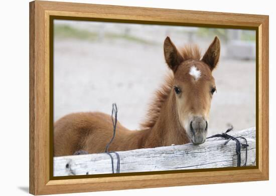 Young Horse at Fence, Cappadocia, Turkey-Matt Freedman-Framed Premier Image Canvas