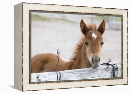 Young Horse at Fence, Cappadocia, Turkey-Matt Freedman-Framed Premier Image Canvas