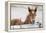 Young Horse at Fence, Cappadocia, Turkey-Matt Freedman-Framed Premier Image Canvas