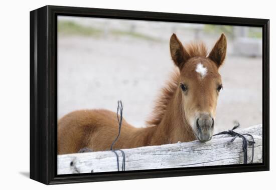 Young Horse at Fence, Cappadocia, Turkey-Matt Freedman-Framed Premier Image Canvas