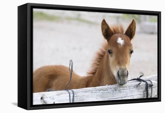 Young Horse at Fence, Cappadocia, Turkey-Matt Freedman-Framed Premier Image Canvas