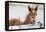 Young Horse at Fence, Cappadocia, Turkey-Matt Freedman-Framed Premier Image Canvas