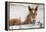 Young Horse at Fence, Cappadocia, Turkey-Matt Freedman-Framed Premier Image Canvas