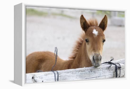 Young Horse at Fence, Cappadocia, Turkey-Matt Freedman-Framed Premier Image Canvas