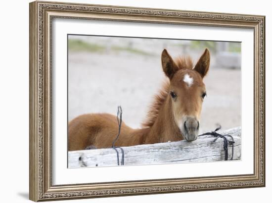 Young Horse at Fence, Cappadocia, Turkey-Matt Freedman-Framed Photographic Print