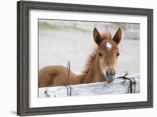 Young Horse at Fence, Cappadocia, Turkey-Matt Freedman-Framed Photographic Print