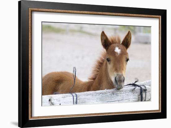 Young Horse at Fence, Cappadocia, Turkey-Matt Freedman-Framed Photographic Print