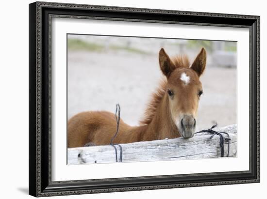 Young Horse at Fence, Cappadocia, Turkey-Matt Freedman-Framed Photographic Print