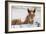 Young Horse at Fence, Cappadocia, Turkey-Matt Freedman-Framed Photographic Print