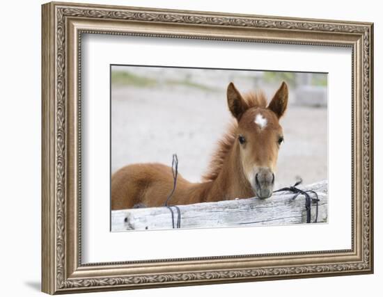 Young Horse at Fence, Cappadocia, Turkey-Matt Freedman-Framed Photographic Print