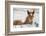 Young Horse at Fence, Cappadocia, Turkey-Matt Freedman-Framed Photographic Print