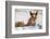 Young Horse at Fence, Cappadocia, Turkey-Matt Freedman-Framed Photographic Print