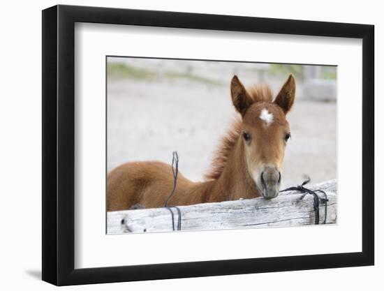 Young Horse at Fence, Cappadocia, Turkey-Matt Freedman-Framed Photographic Print