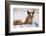 Young Horse at Fence, Cappadocia, Turkey-Matt Freedman-Framed Photographic Print