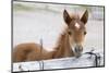 Young Horse at Fence, Cappadocia, Turkey-Matt Freedman-Mounted Photographic Print